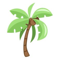 palm tree