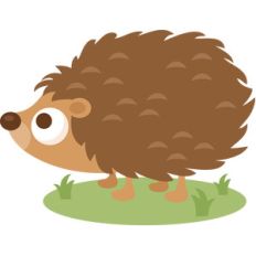 boy hedgehog
