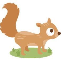 boy squirrel