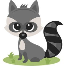 boy raccoon