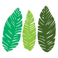 big banana leaves