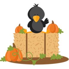 crow on hay bale