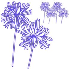 agapanthus flower border