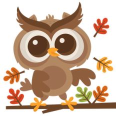 fall owl on branch