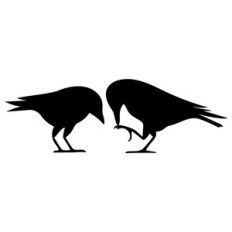 crows