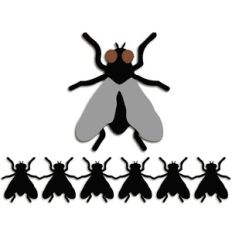 house fly border