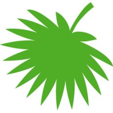 big palm leaf - fun in the sun