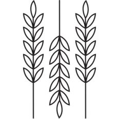 autumn wheat