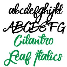 pn cilantro leaf italics