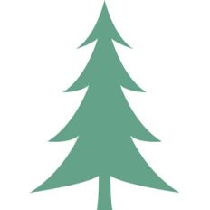 pine tree