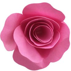 rolled rosette