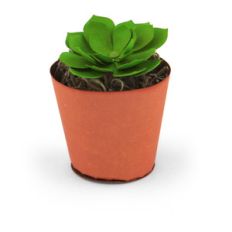 succulent