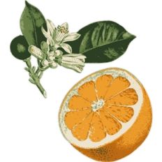 vintage orange flowers print and cut