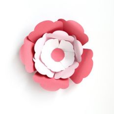 lovely flower