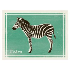 zebra