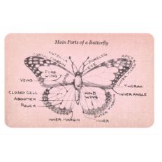 butterfly card