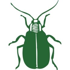 beetle
