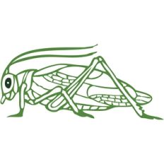 grasshopper