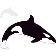 orca whale