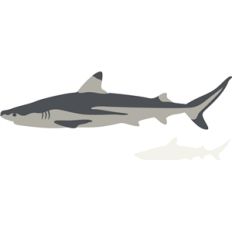 shark