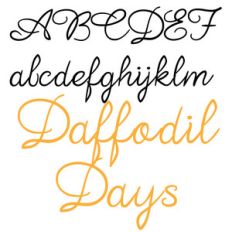 zp daffodil days
