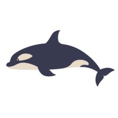 2 layered killer whale