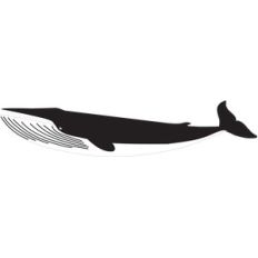 humpback whale