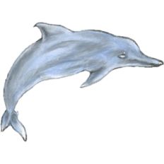 dolphin
