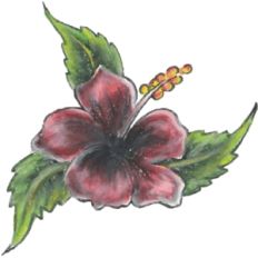 hibiscus