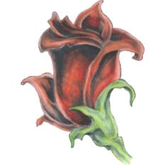 rose