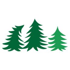 pine trees