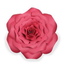rose flower - big
