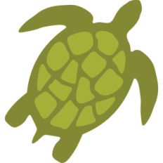 sea turtle