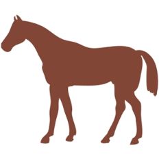 horse standing