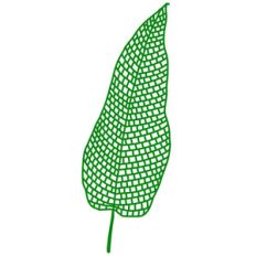 large tropical leaf