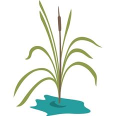 cattail