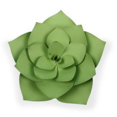succulent