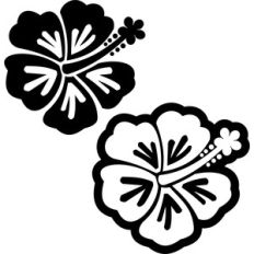 hibiscus flowers