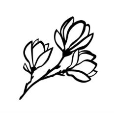 magnolia flowers