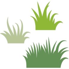 grass
