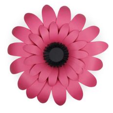 large gerber daisy
