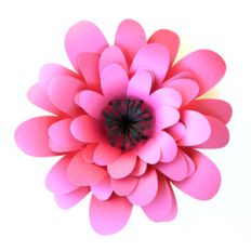 peony flower