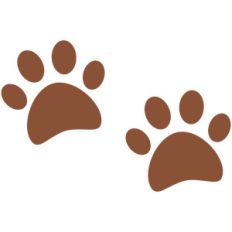 dog cat paws