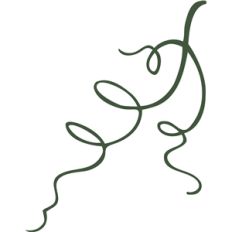 grape vine