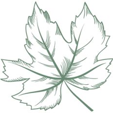 grape leaf