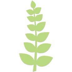 fern