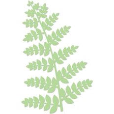 fern