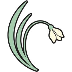 snowdrop