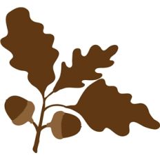 acorn and leaves