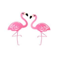 flamingos